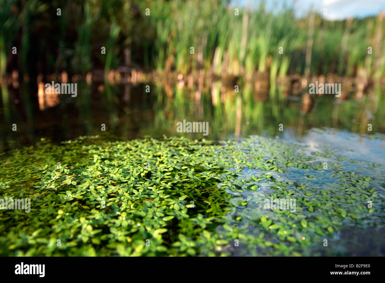 Erbaccia di acqua sulla superficie del piccolo laghetto molte foglie verdi e reed Foto Stock