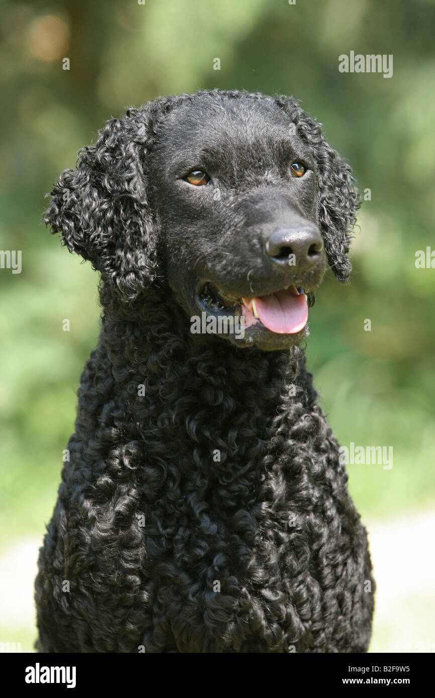 Curly-Coated Retriever - Ritratto Foto Stock