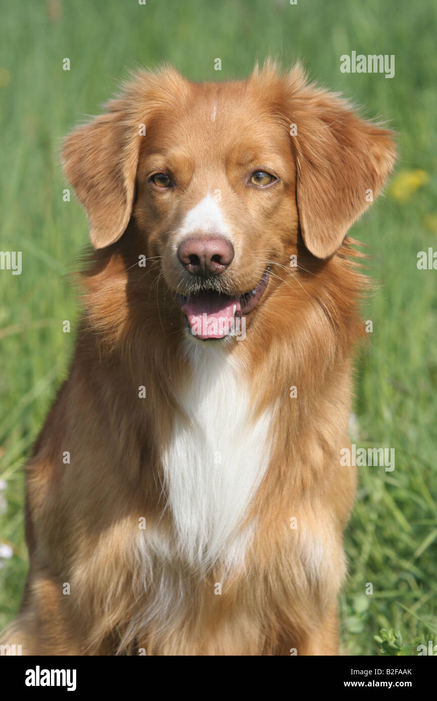 Nova Scotia Duck Tolling Retriever - Ritratto Foto Stock