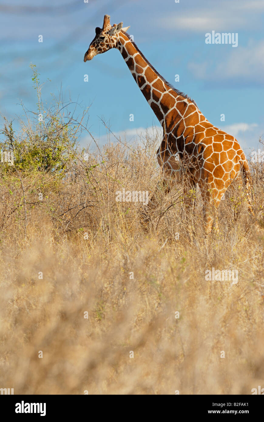 Giraffa reticolato / Giraffa camelopardalis reticulata Foto Stock