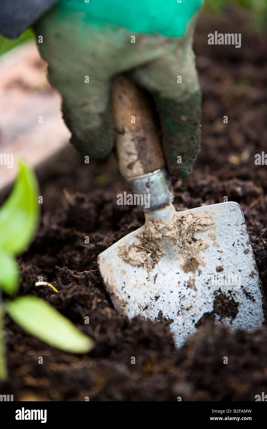 Usando una spatola per preparare una patch vegetale Foto Stock