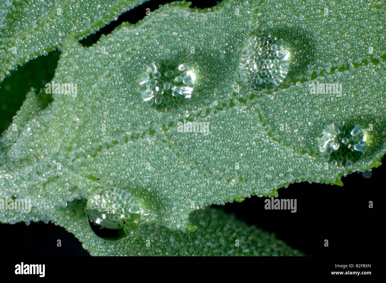 Giovane foglia di materia grassa hen Chenopodium album con goccioline di acqua respinti dalle vescicole ceroso Foto Stock