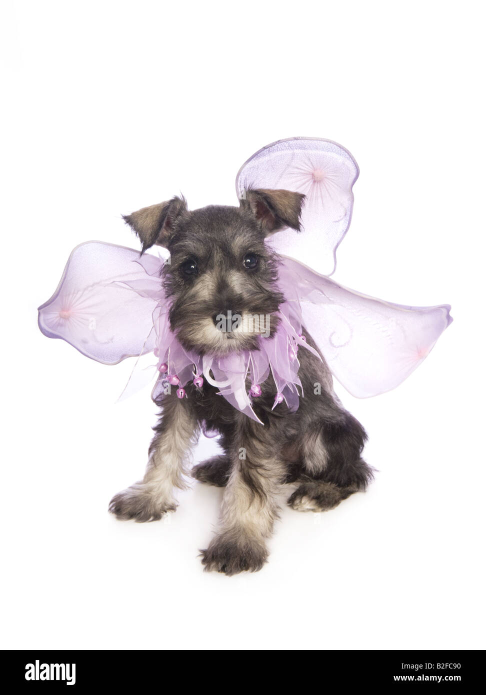 Miniatura adorabile cucciolo Schnauzer vestita come una fata con ali viola isolato su sfondo bianco Foto Stock