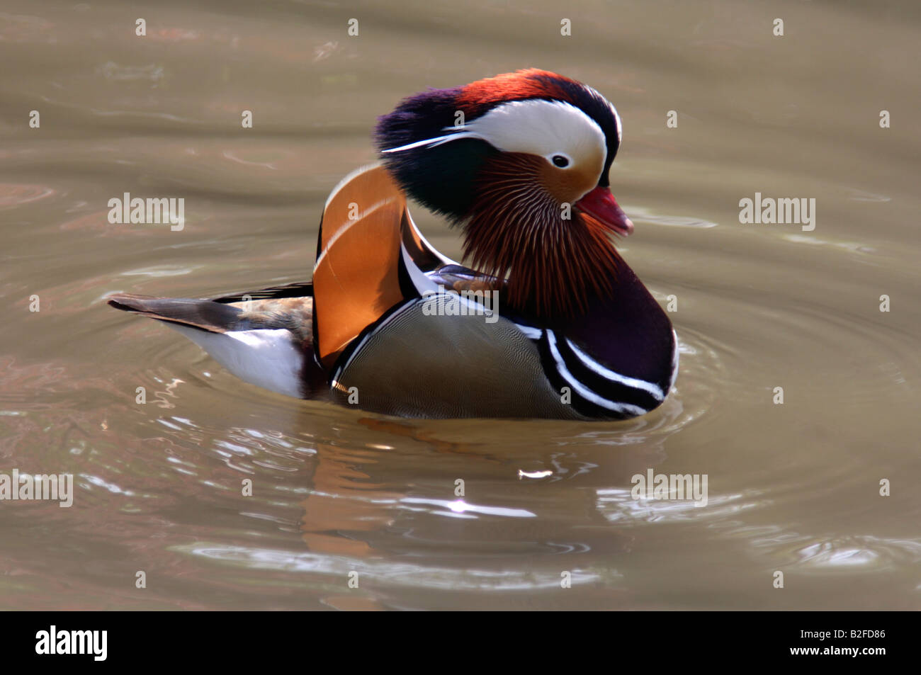 Anatra di mandarino, Aix galericulata, visualizzazione Foto Stock