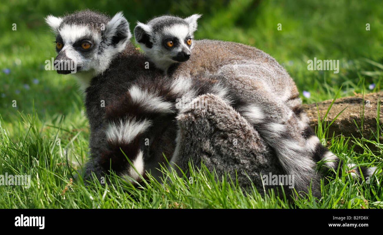 Anello Baby tailed lemur Lemur catta, sulla madre del back Foto Stock