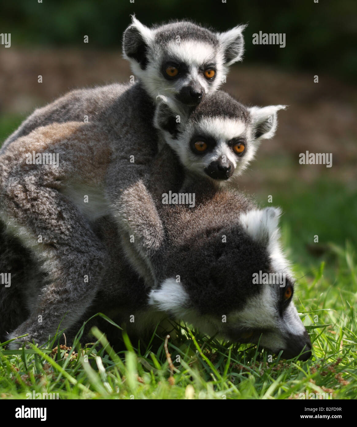 Due baby ring tailed lemuri, lemuri catta, equitazione sulla loro madre la schiena Foto Stock