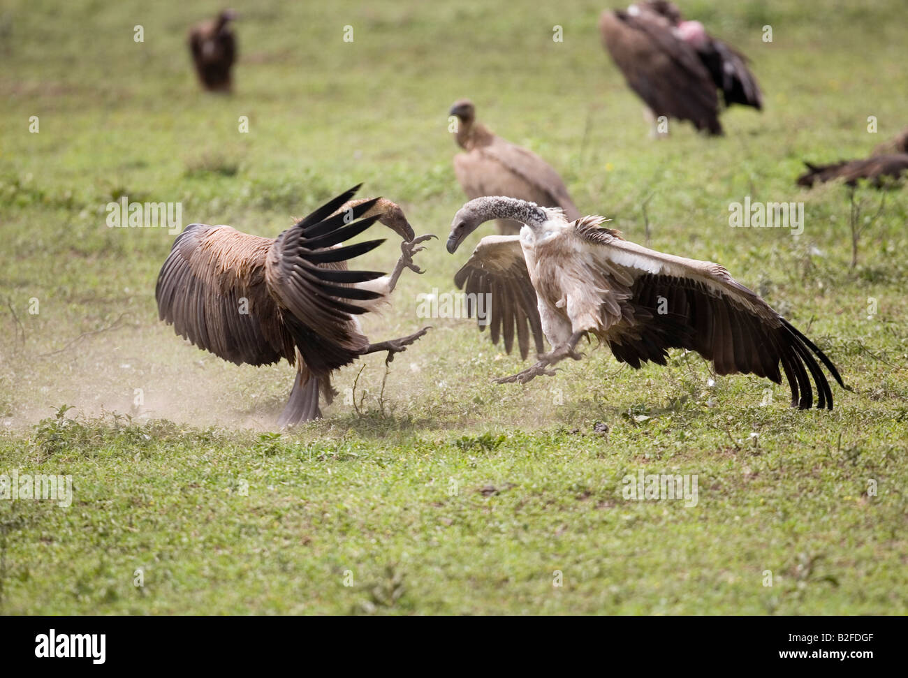 Dorso bianco avvoltoi Pseudogyps africanus litigando Ndutu Tanzania Foto Stock