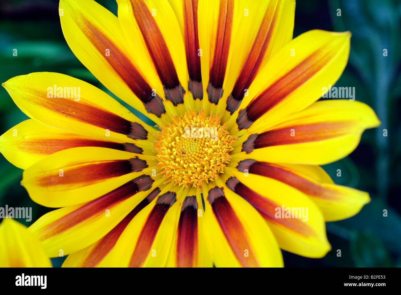 GAZANIA SPLENDENS ALBA Red Stripe fiore dettaglio chiudere fino Foto Stock