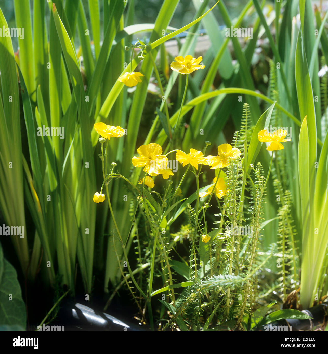 Maggiore Spearwort / Ranunculus lingua Foto Stock