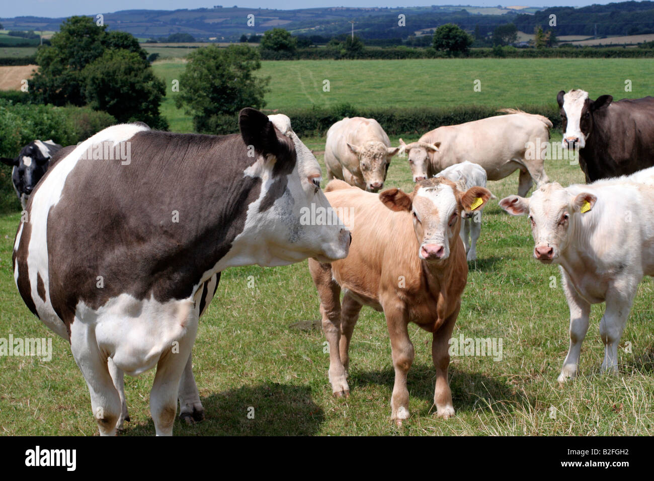 Le carni bovine delle vacche nutrici loro vitelli e il toro all'erba in Somerset durante l'estate Foto Stock