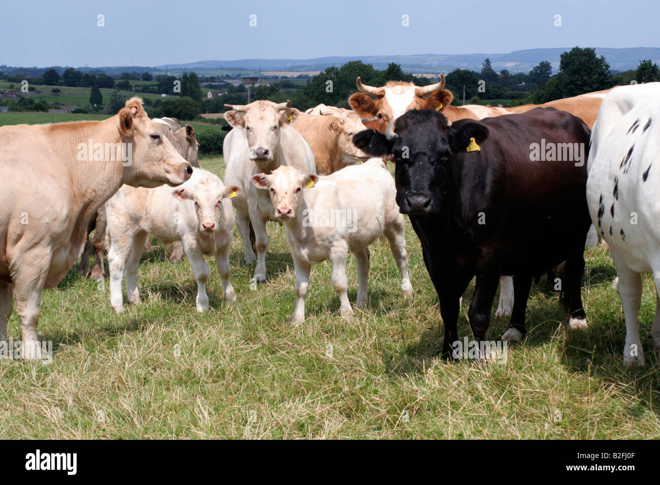 Le carni bovine delle vacche nutrici loro vitelli e il toro all'erba in Somerset durante l'estate Foto Stock