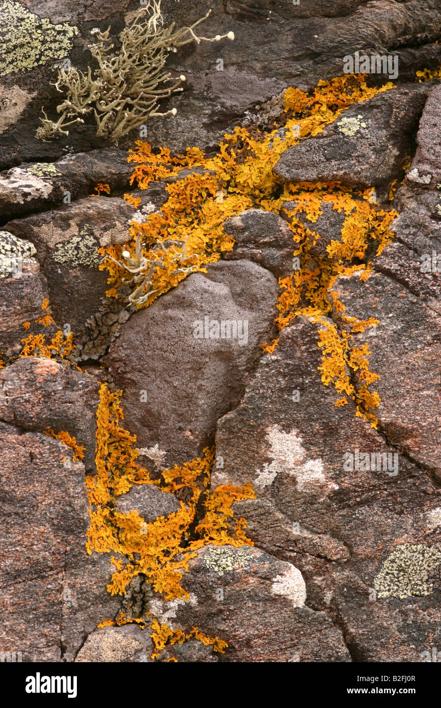 Comune lichene arancione xanthoria parietina sulle rocce nelle highlands scozzesi west coast Foto Stock