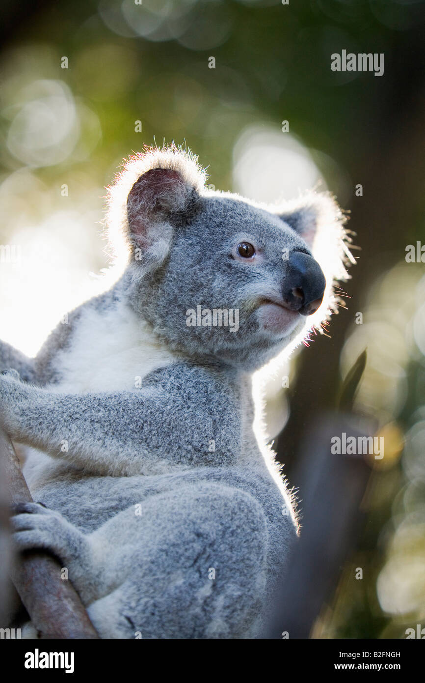 Il Koala - Australia Foto Stock