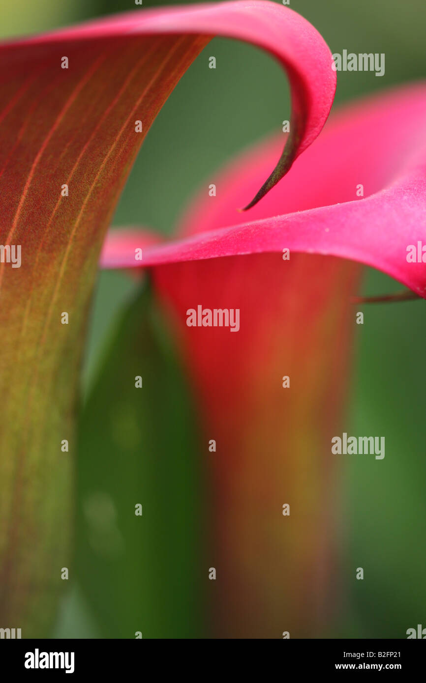 Foto di stock di una macro immagine di due rosa calla lilies fianco a fianco Foto Stock