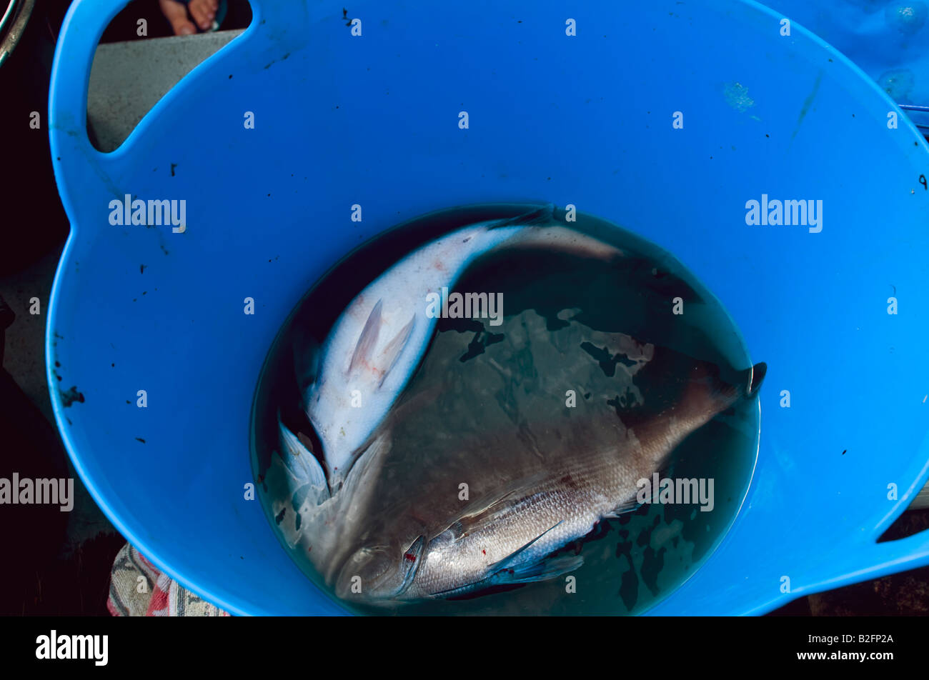 Il pesce appena pescato (nero orate e spigole) in un cucchiaio di colore blu. Foto Stock