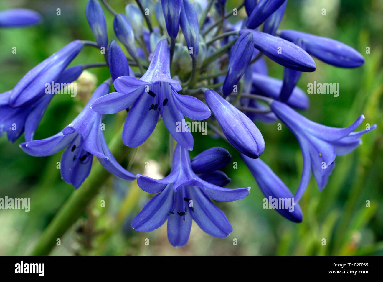 AGAPANTHUS ISIS Foto Stock