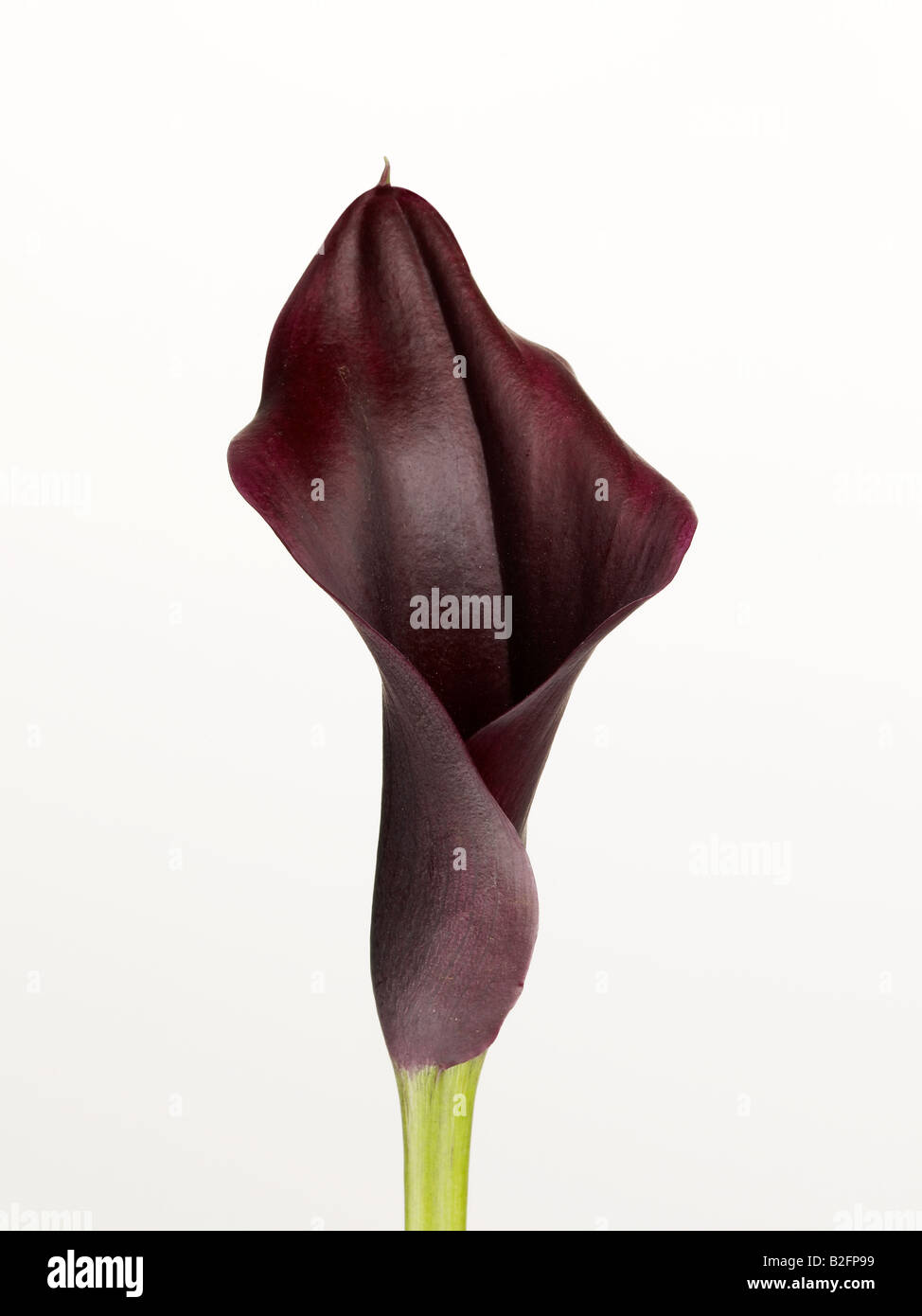Calla Foto Stock