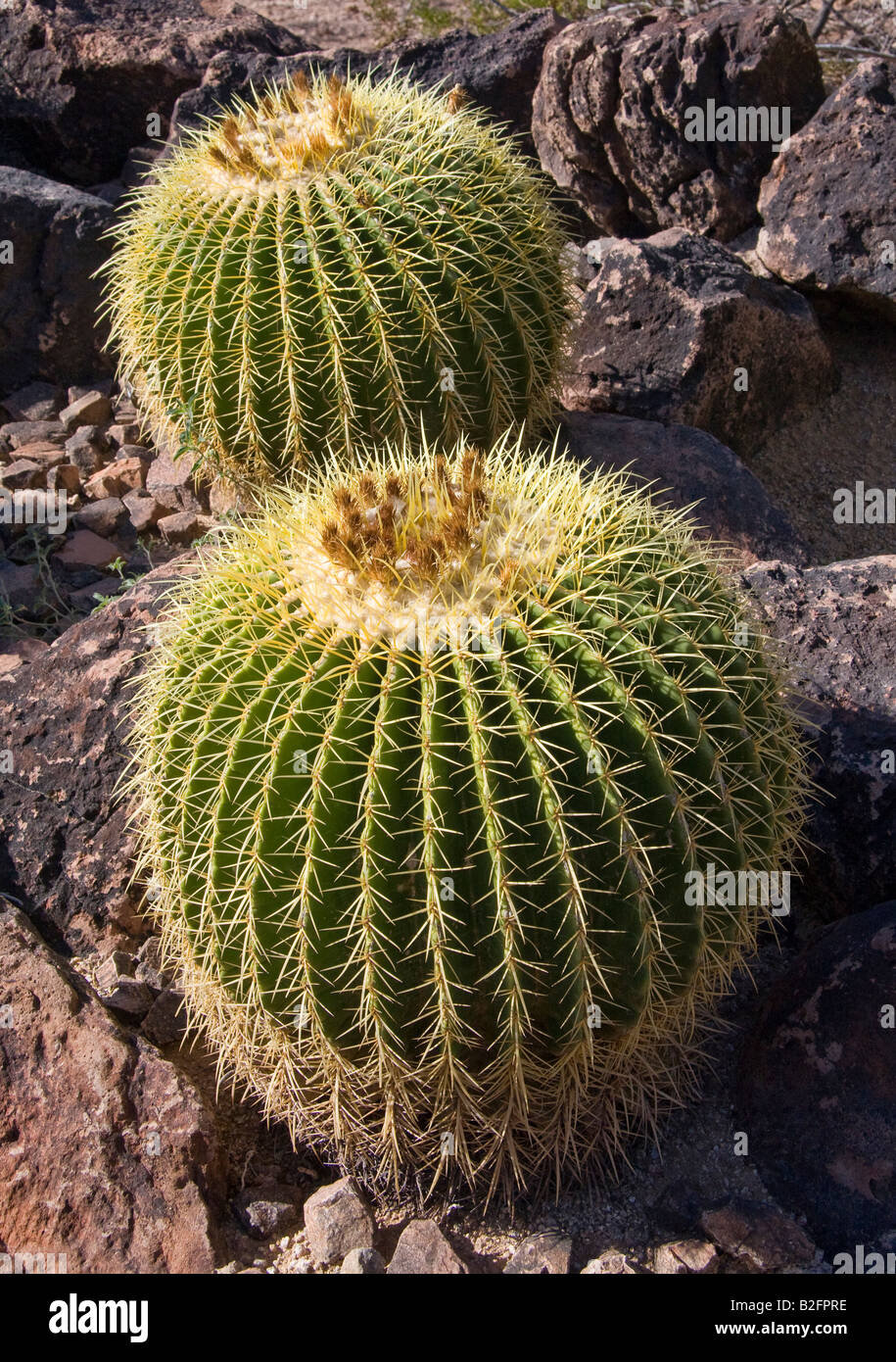 Due barrel cactus di rocky suroundings Foto Stock