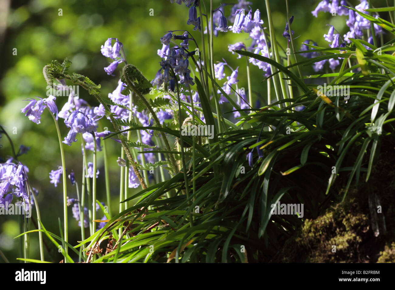 Scena di bosco delle Bluebells con fiddlehead felce in Leicester legno. Foto Stock