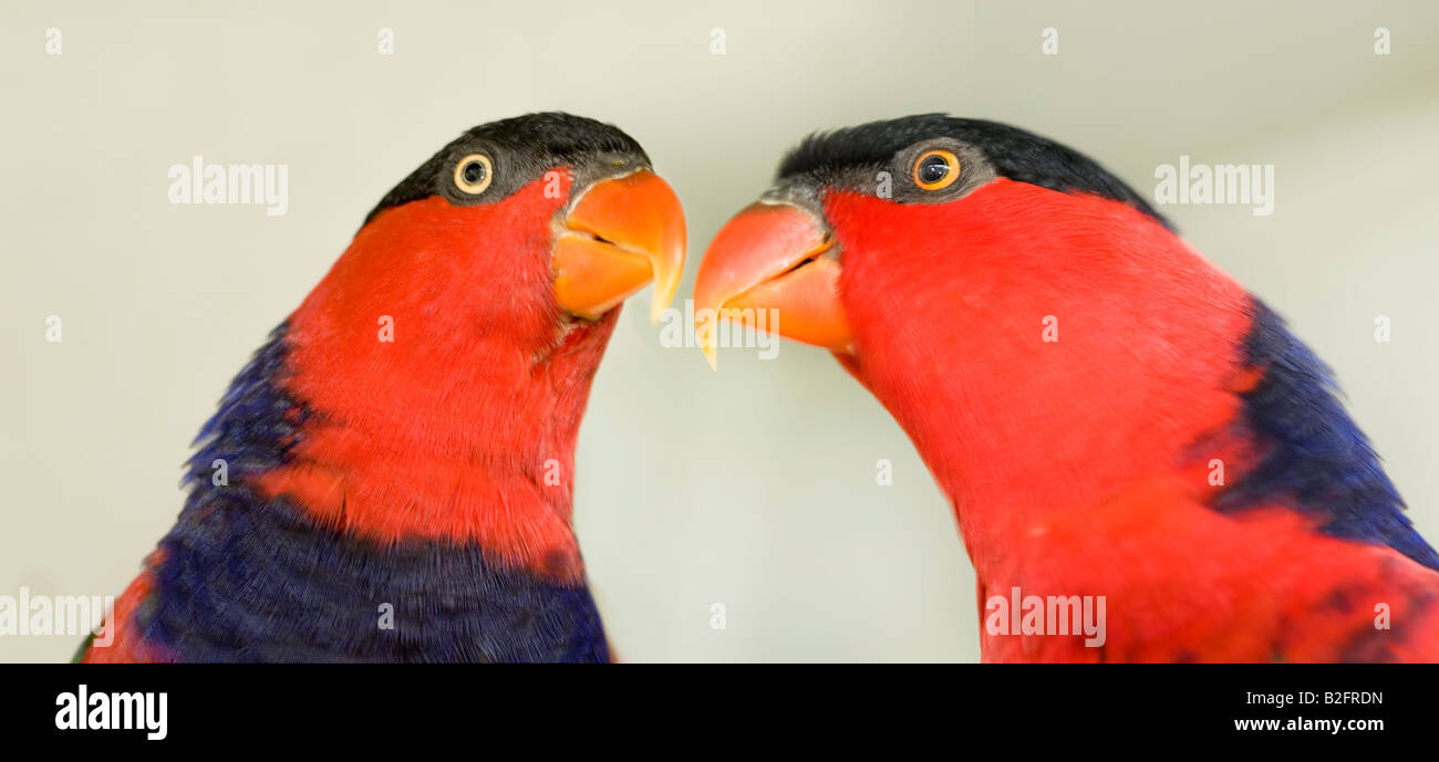 2 due coppia couplred nero blu parrocchetto Parrot, testa guarda cercando ritratto bianca ritaglio sfondo tagliato fuori bill becco Foto Stock