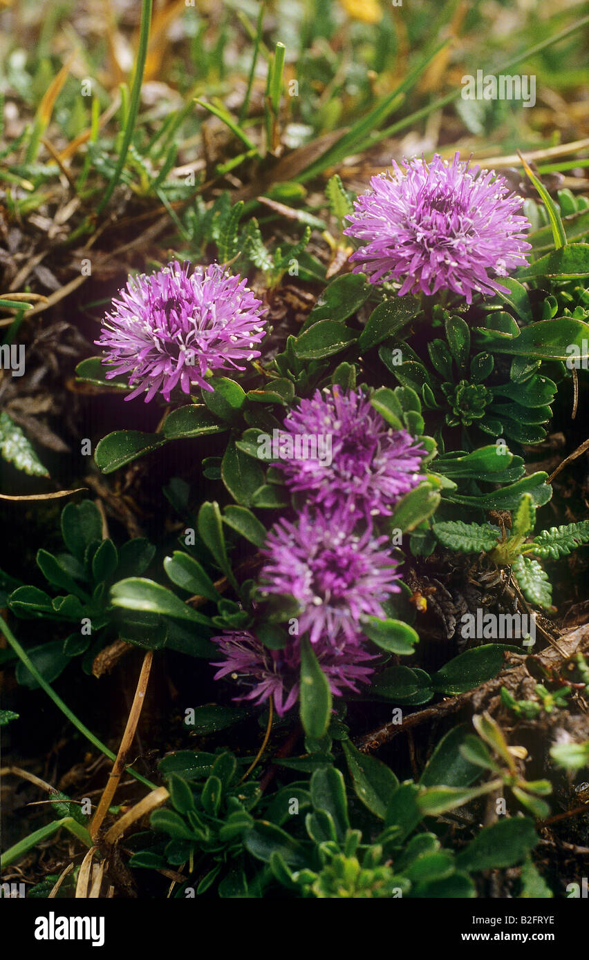 Devil's bit scabious / Succisa pratensis Foto Stock