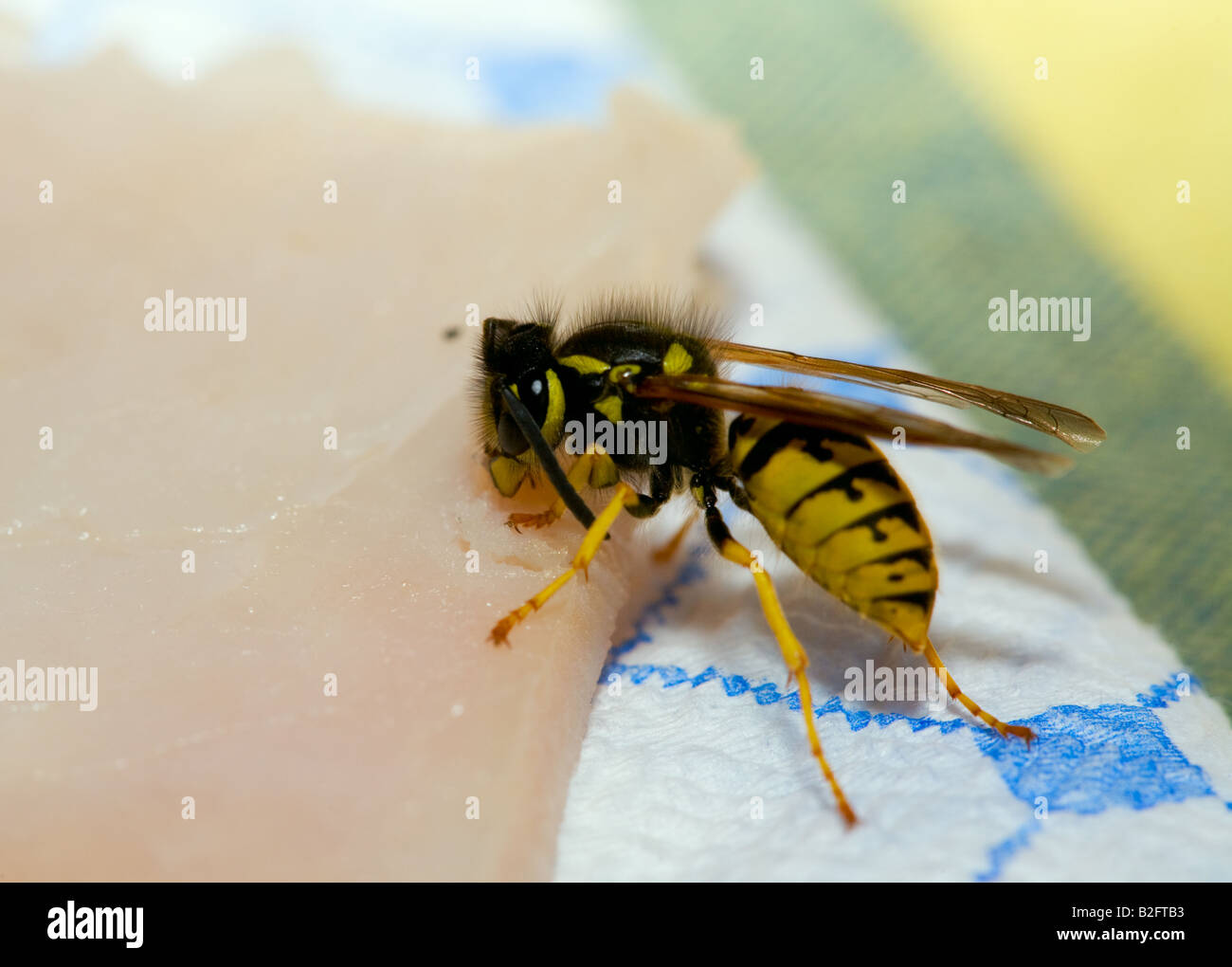 Wasp taglio del pezzo di prosciutto Settembre 2007 Novosibirsk Foto Stock