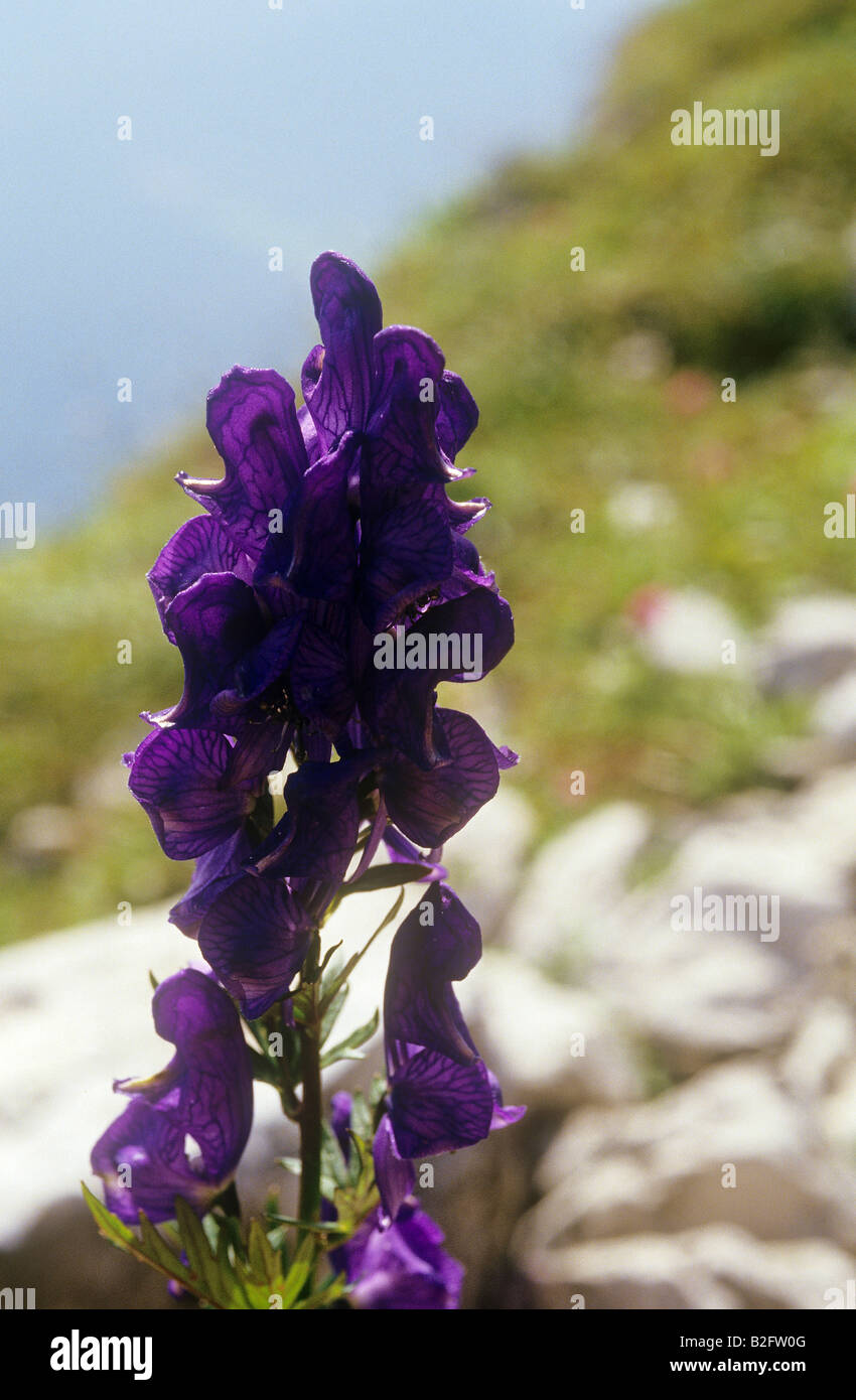 Monkshood / Aconitum napellus Foto Stock