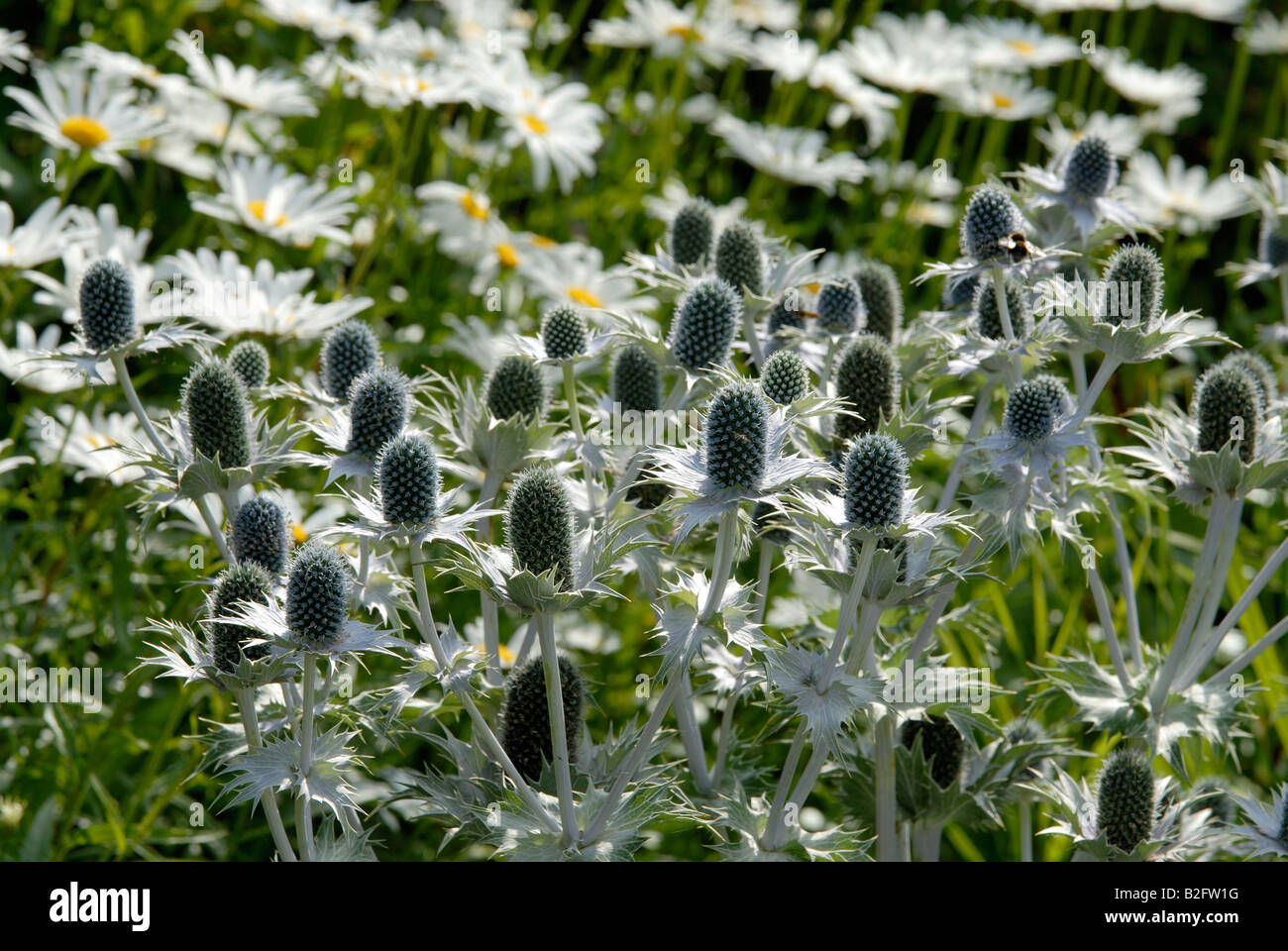 Un intrico di Eryngium giganteum, 'Miss Willmott del fantasma', piante in un giardino inglese in estate. Foto Stock