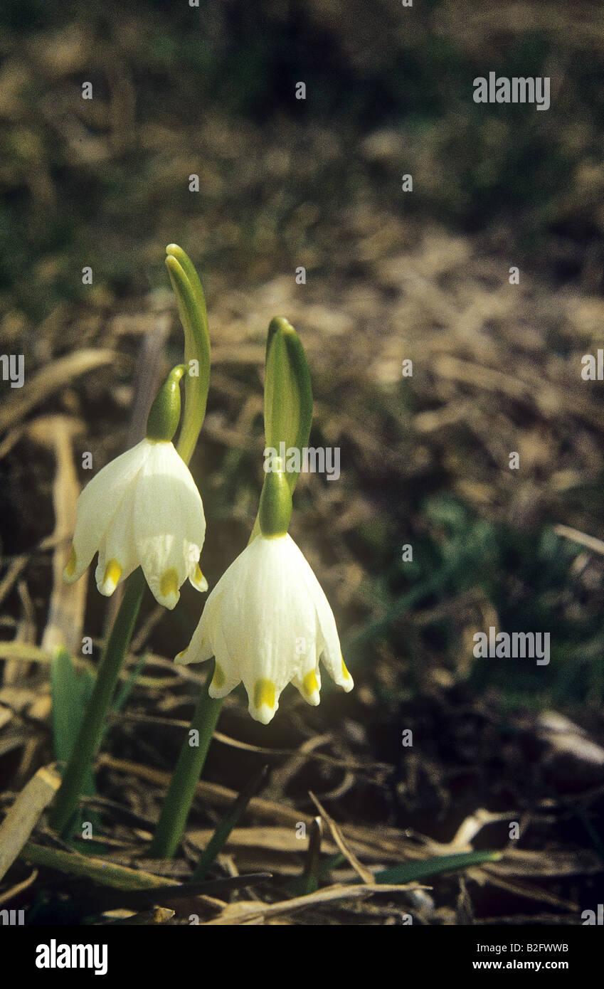 Il simbolo del fiocco di neve di primavera / Leucojum vernum Foto Stock