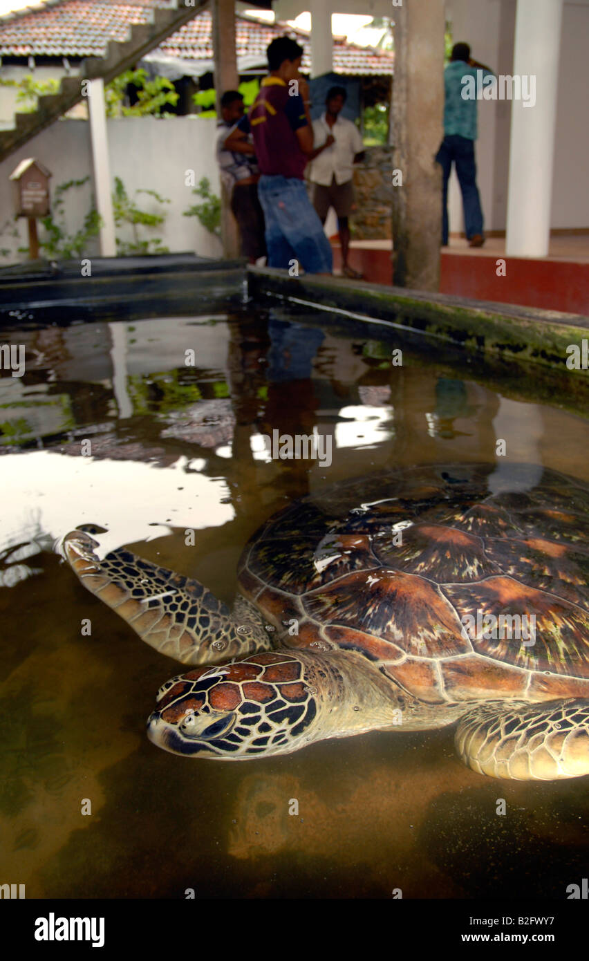 Un adulto tartaruga embricata a Turtle Hatchery sulla costa sud dello Sri Lanka. Foto Stock