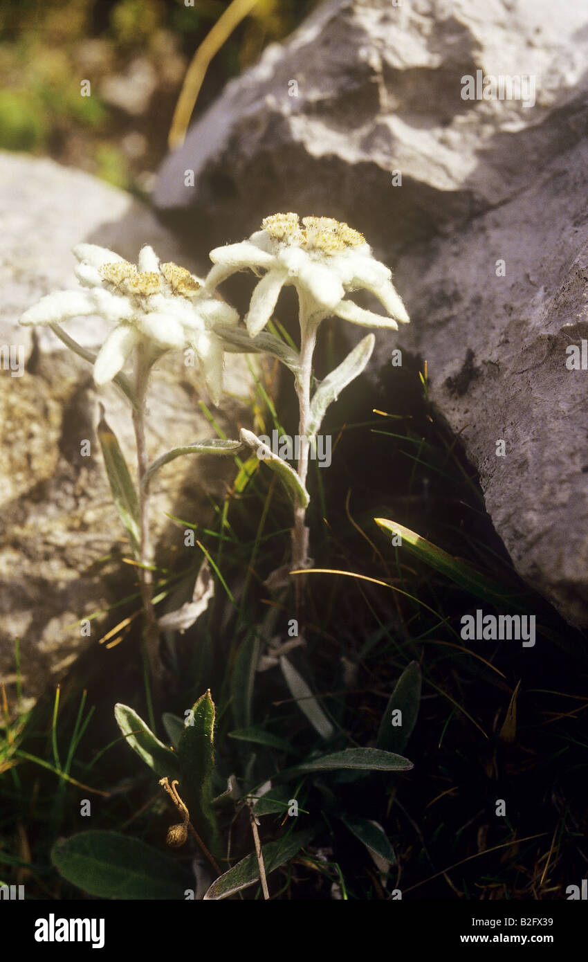 Edelweiss / Leontopodium alpinum Foto Stock