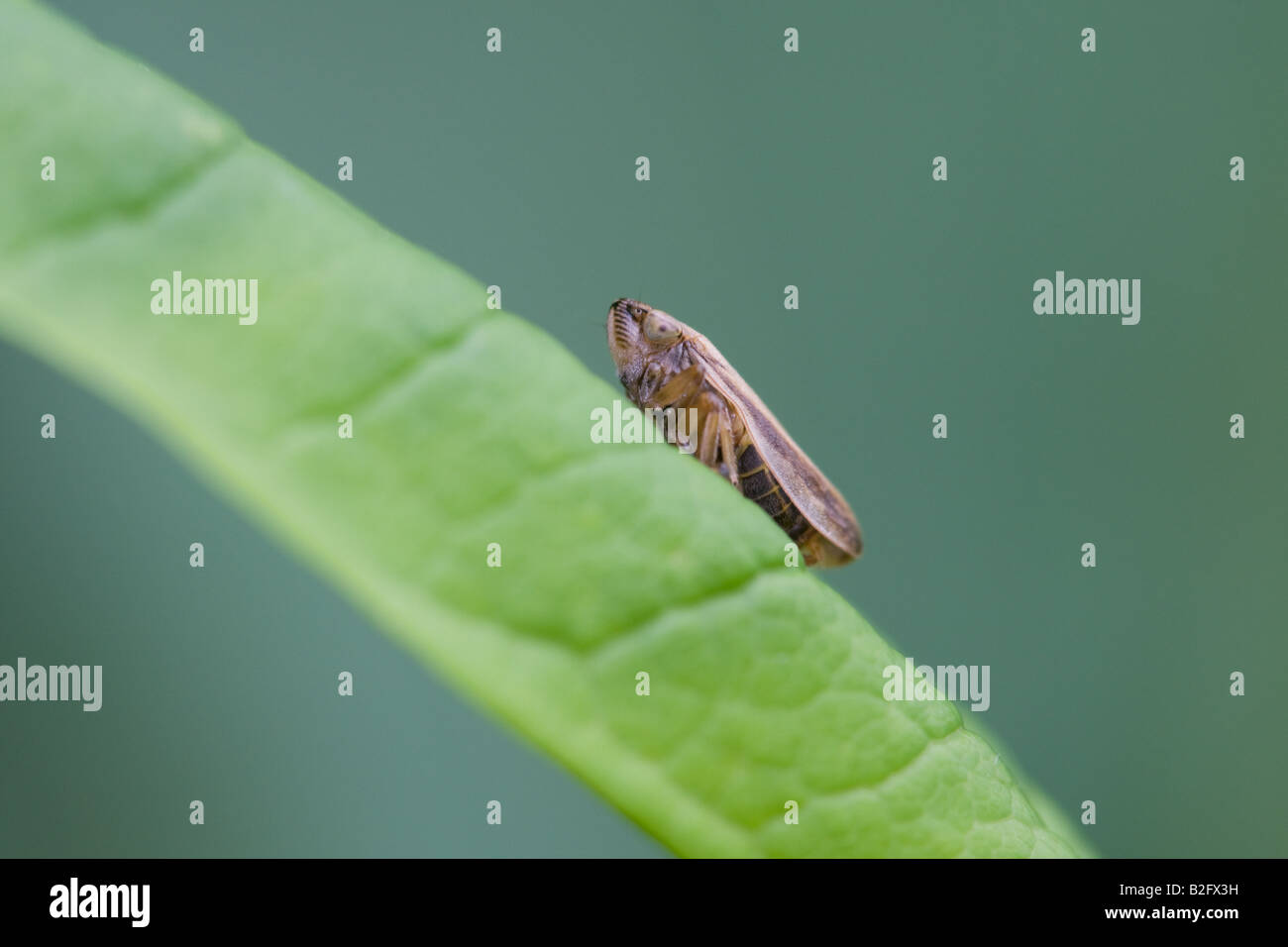 Froghopper comune Philaenus spumarius a riposo su una foglia Foto Stock
