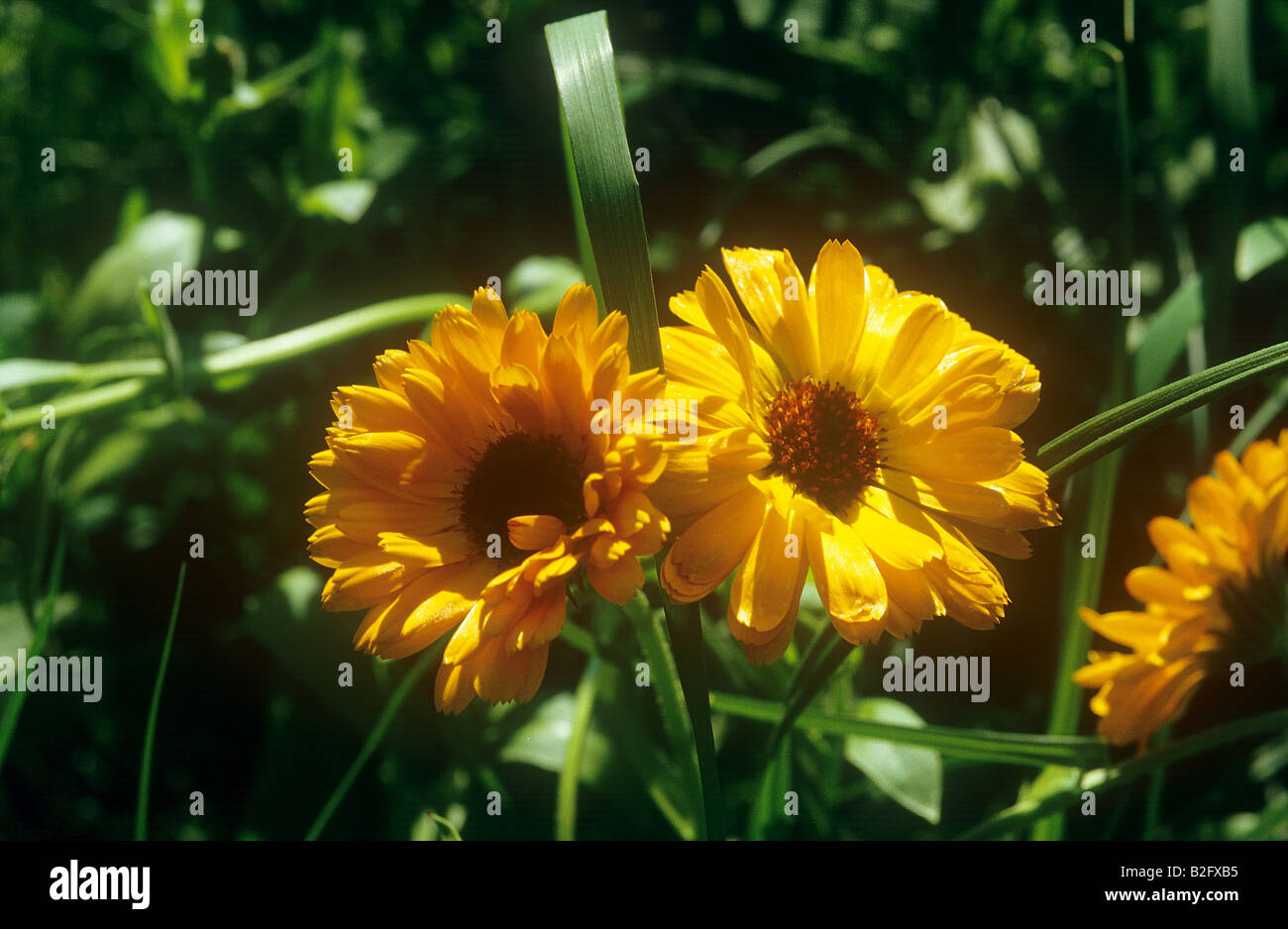 Gerbera Foto Stock