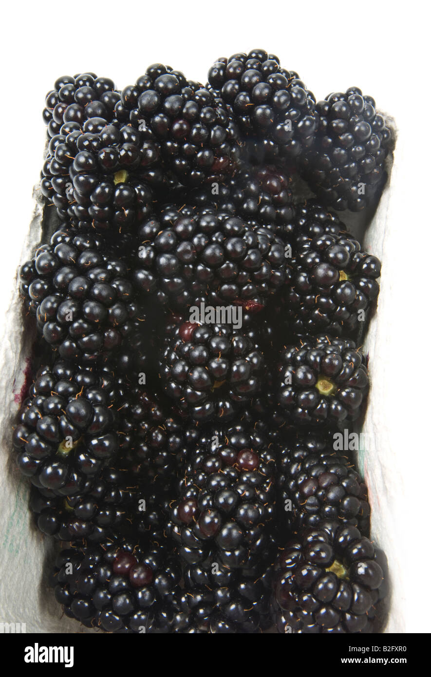 Frutta Rubas Brombeere blackberry dewberry bacche nere marionberry boysenberry fresco su sfondo bianco Foto Stock