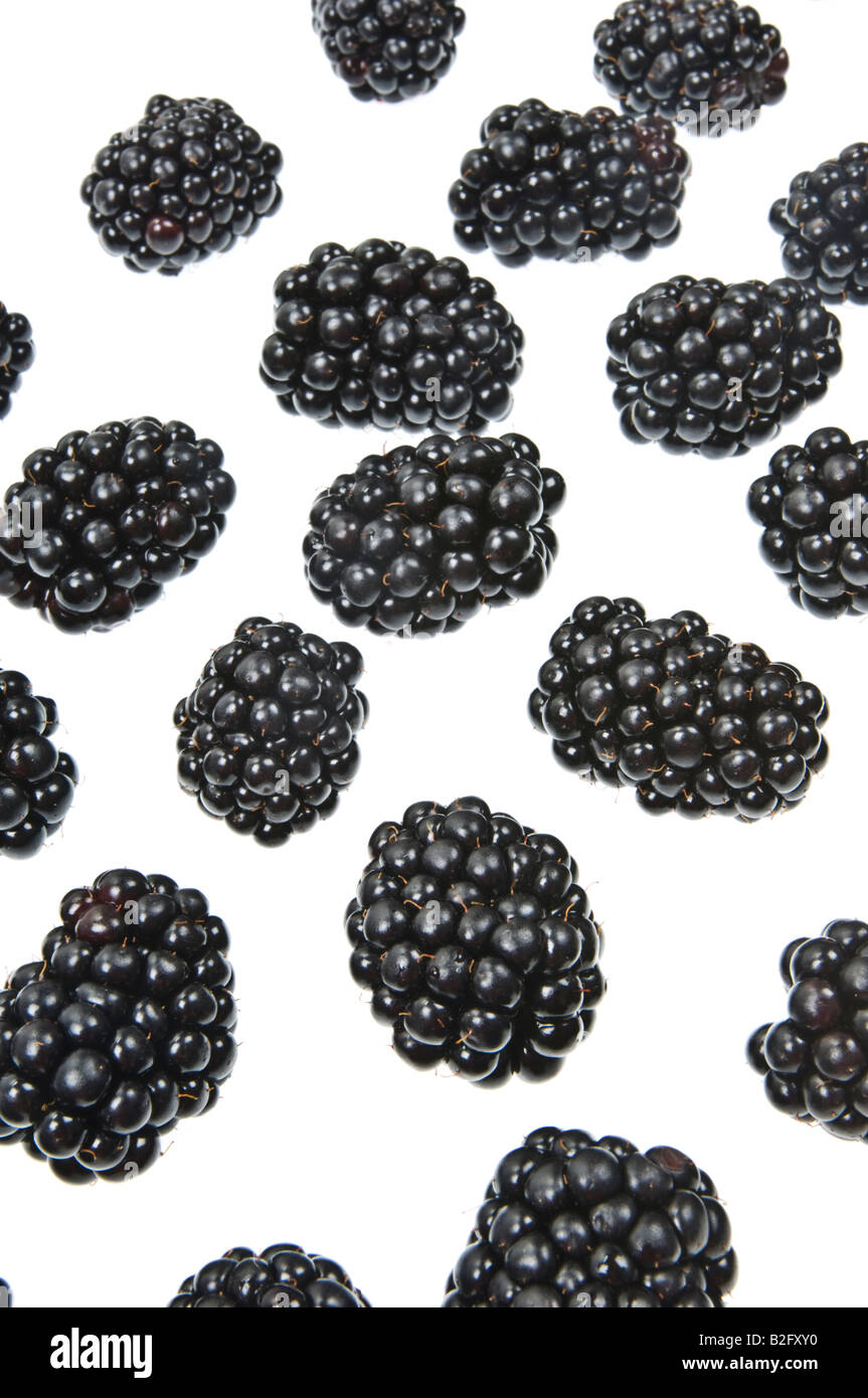 Frutta Rubas Brombeere blackberry dewberry bacche nere marionberry boysenberry fresco su sfondo bianco Foto Stock