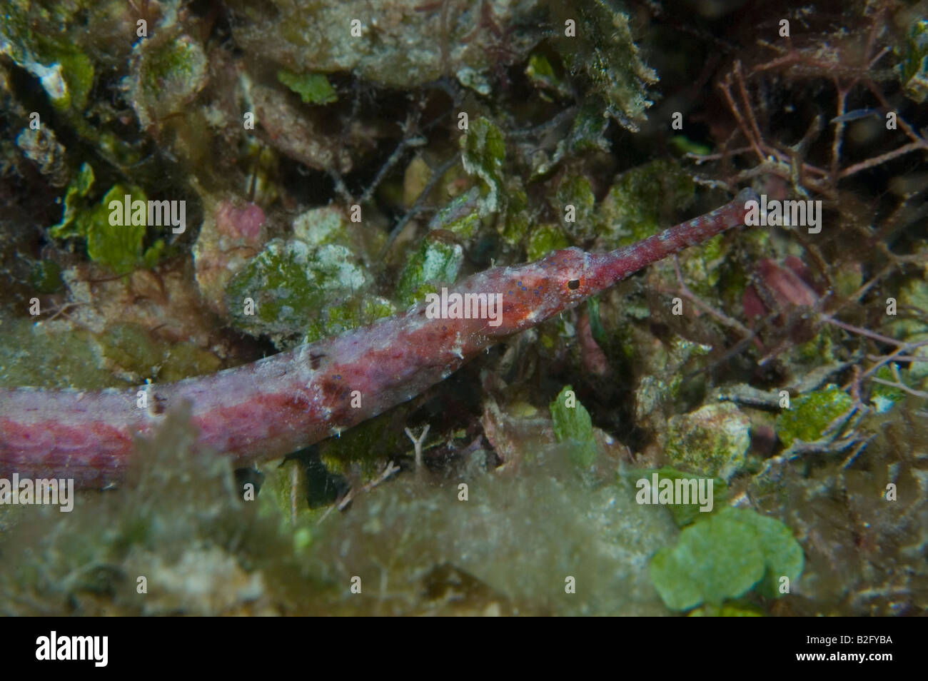 Un Pipefish su un reef di Roatan Honduras Foto Stock