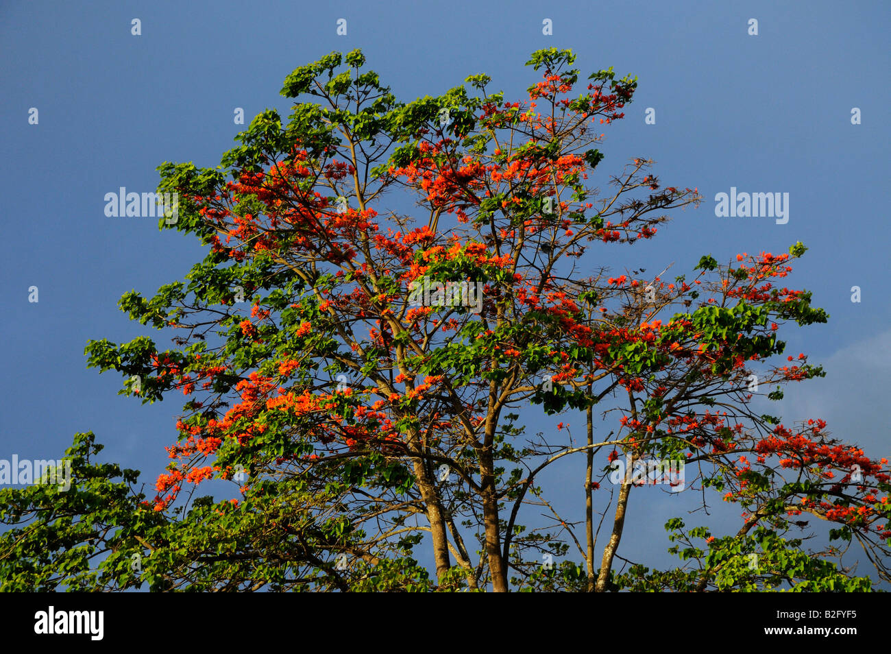 Tulip tree Spathodea campanulata Foto Stock