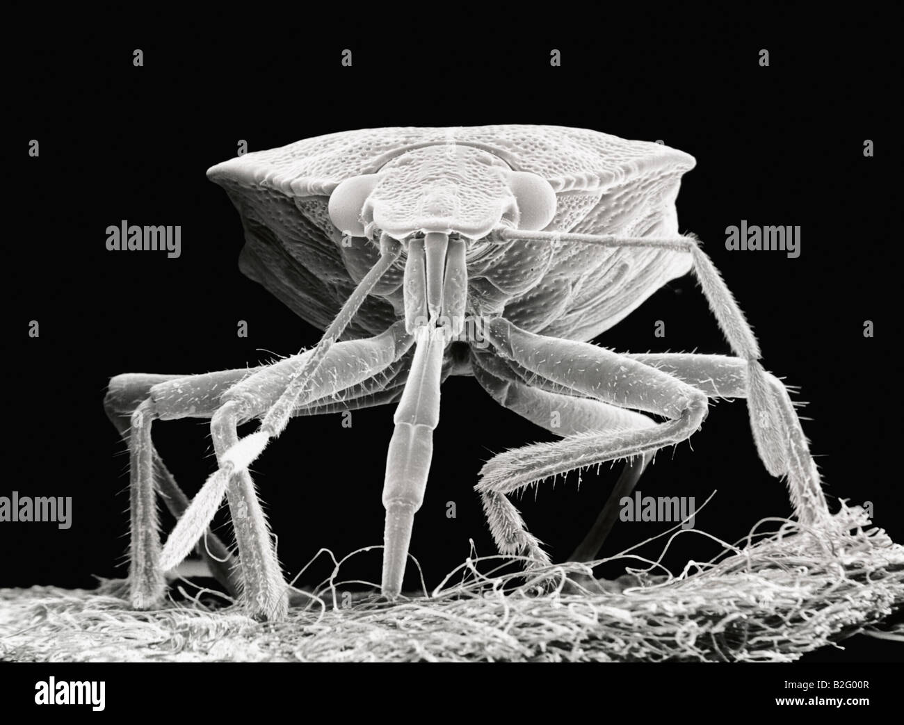 Microscopio elettronico a scansione di close-up immagine di un coleottero  Foto stock - Alamy