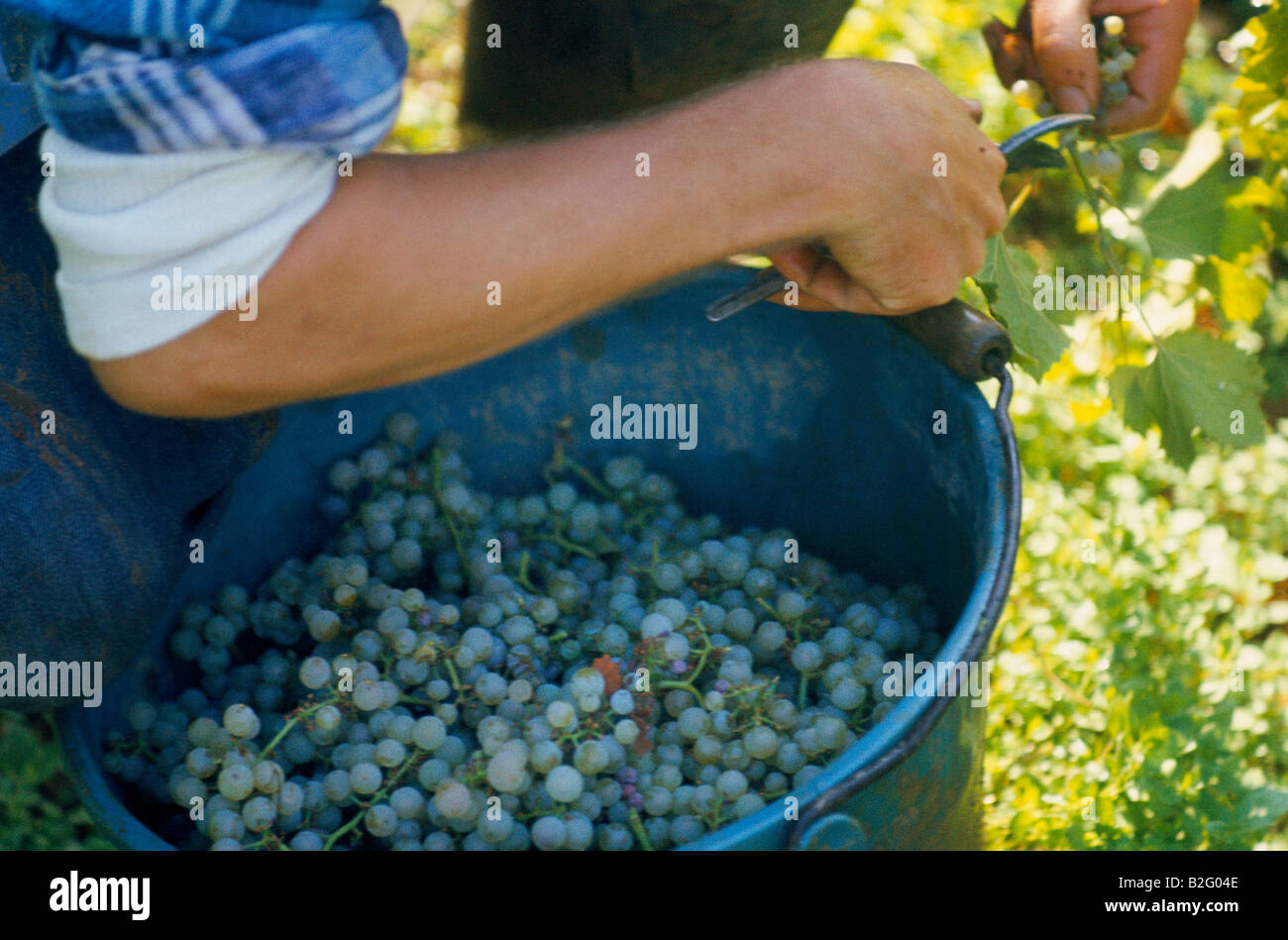 Il taglio di uve in un vigneto, Francia Foto Stock
