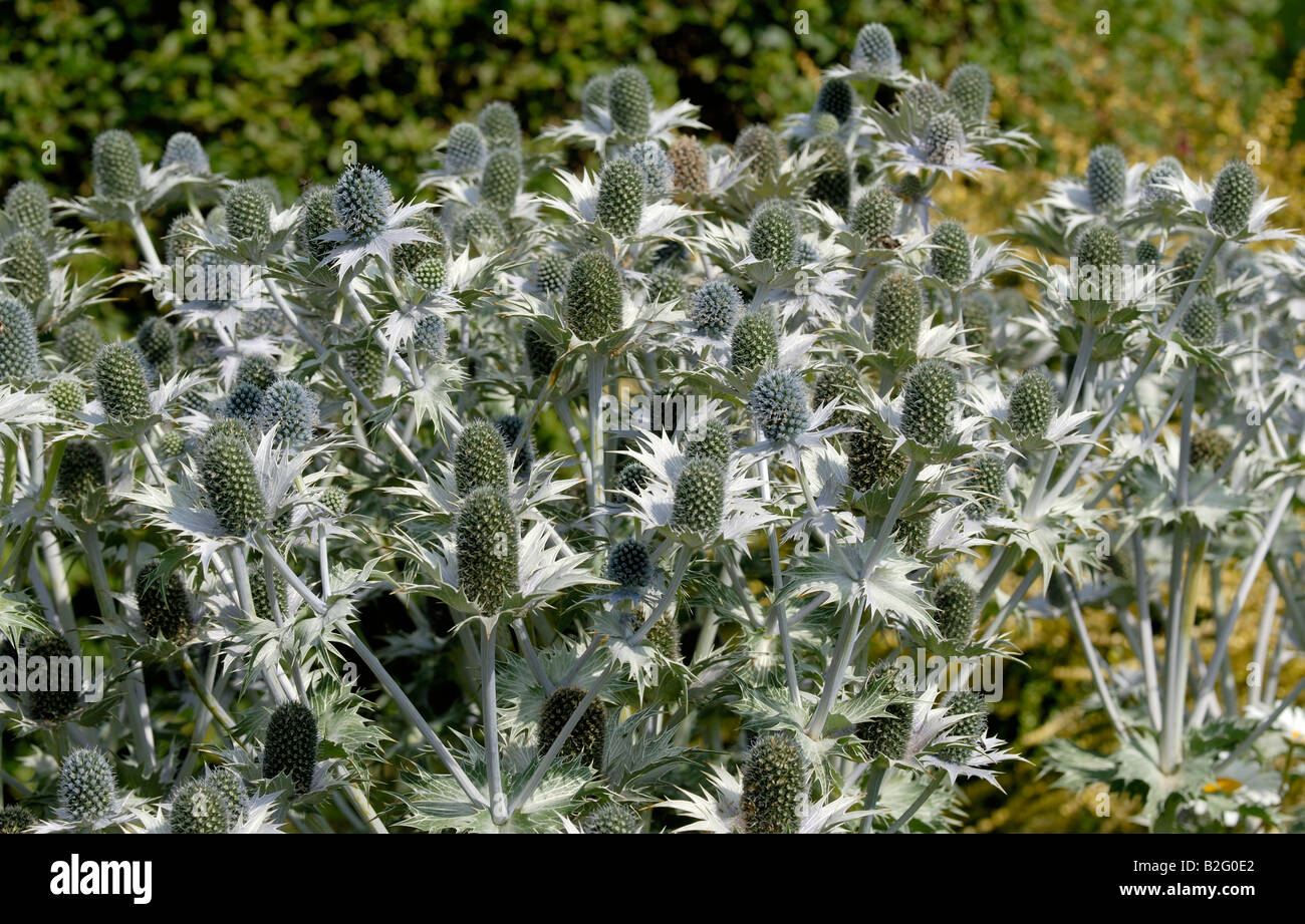 Un intrico di Eryngium giganteum, 'Miss Willmott del fantasma', piante in un giardino inglese in estate. Foto Stock