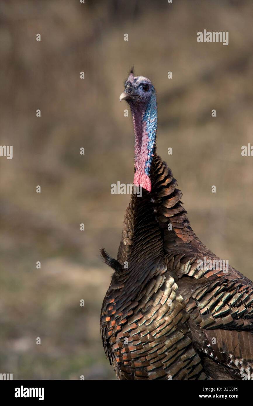 Jake eastern wild turchia in primavera Foto Stock