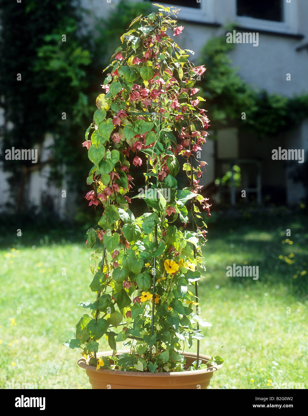 Campana viola vite - blossoms Foto Stock