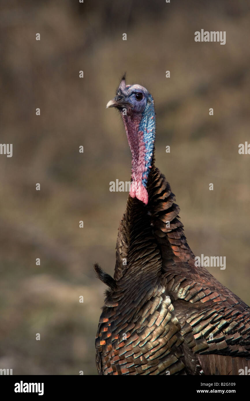 Jake eastern wild turchia in primavera Foto Stock