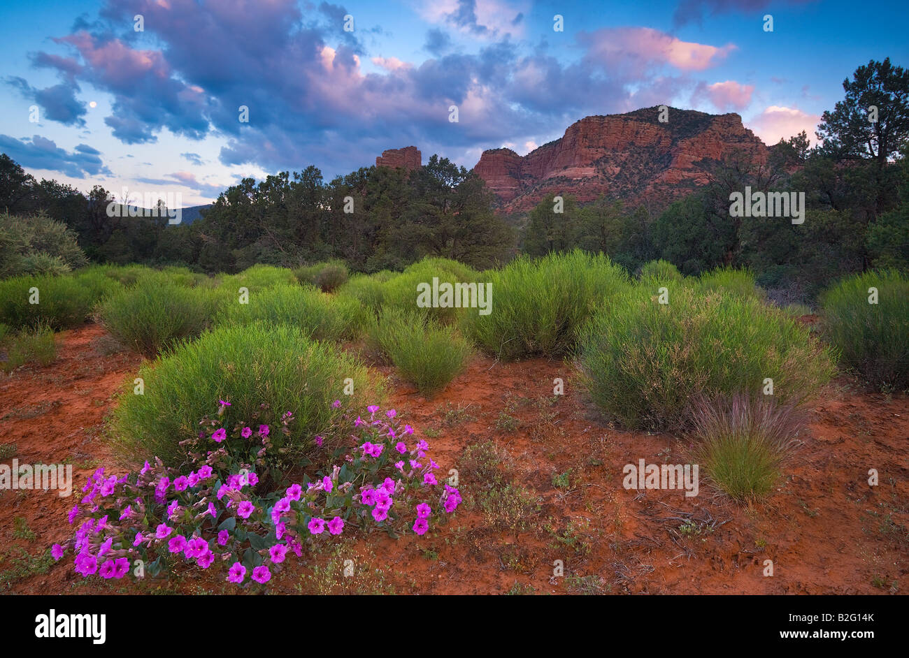 Fiori di campo all'alba a Sedona, in Arizona Foto Stock
