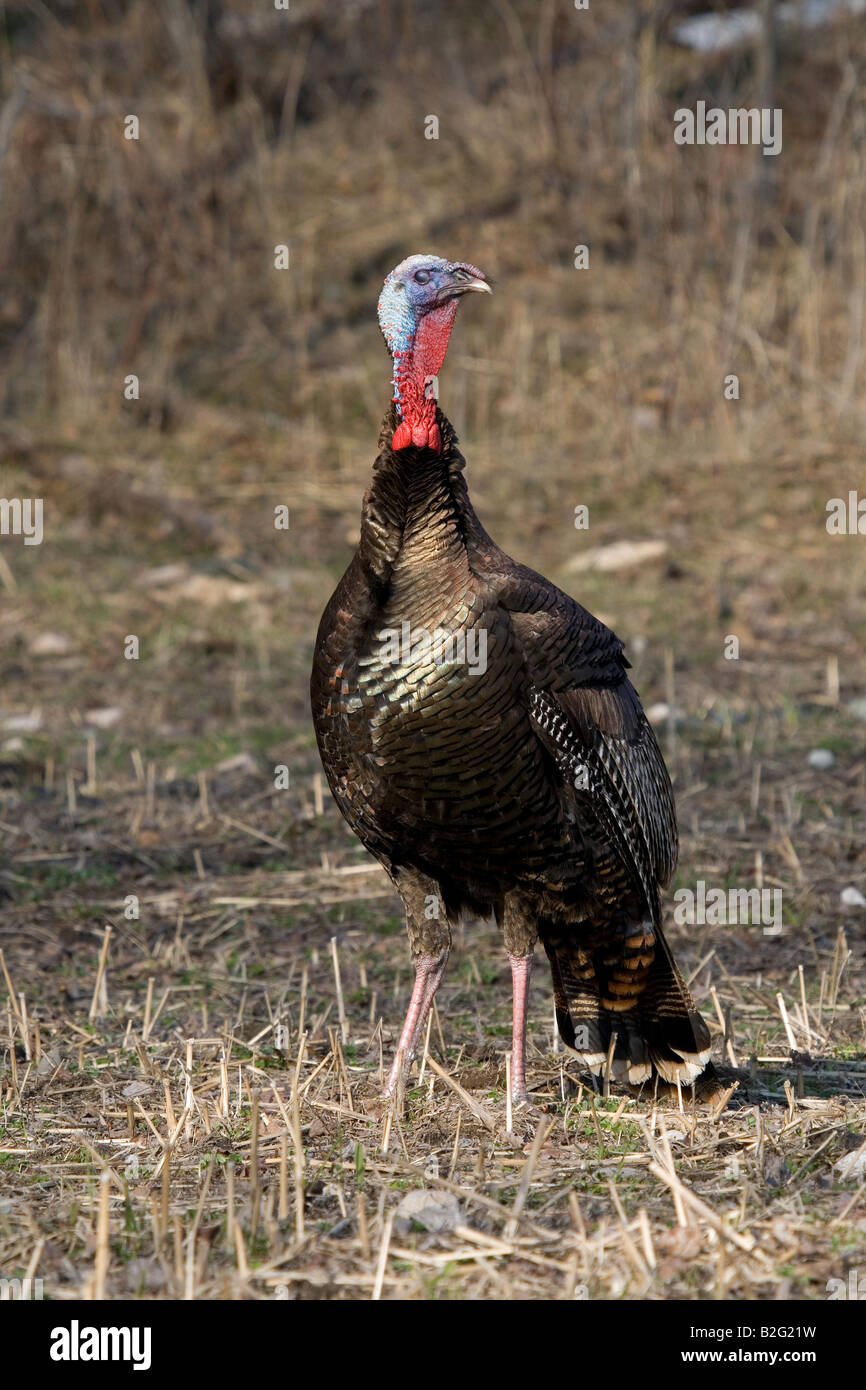 Jake eastern wild turchia in primavera Foto Stock