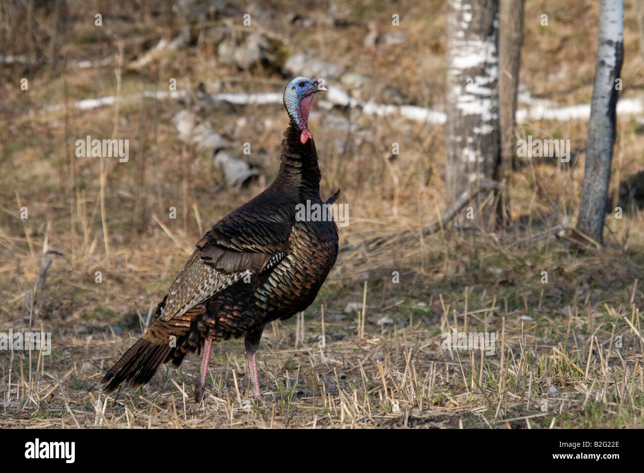 Jake eastern wild turchia in primavera Foto Stock