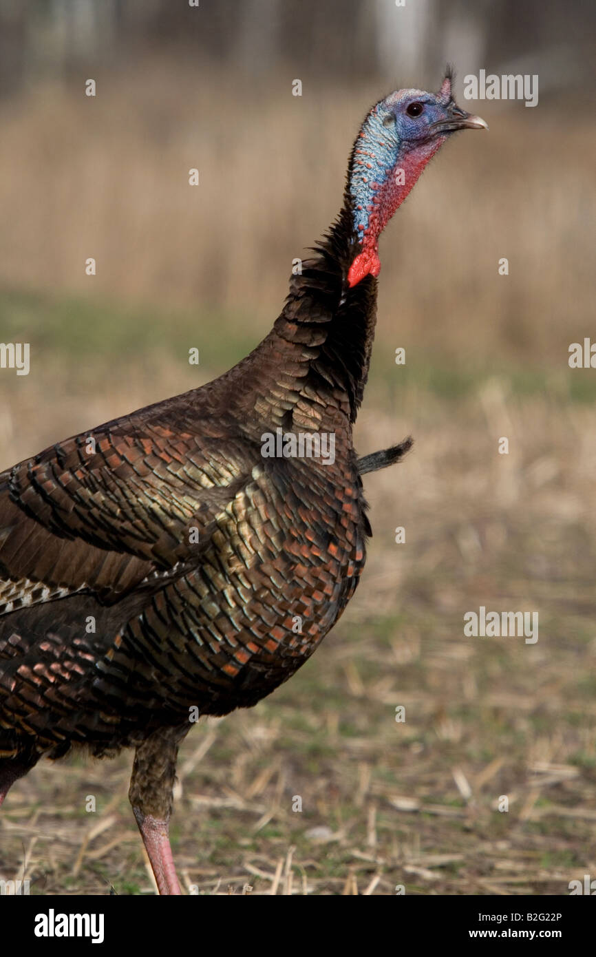 Jake eastern wild turchia in primavera Foto Stock