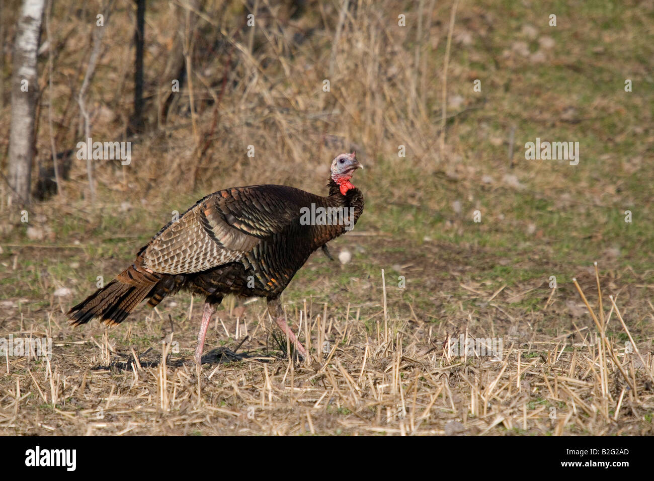 Jake eastern wild turchia in primavera Foto Stock
