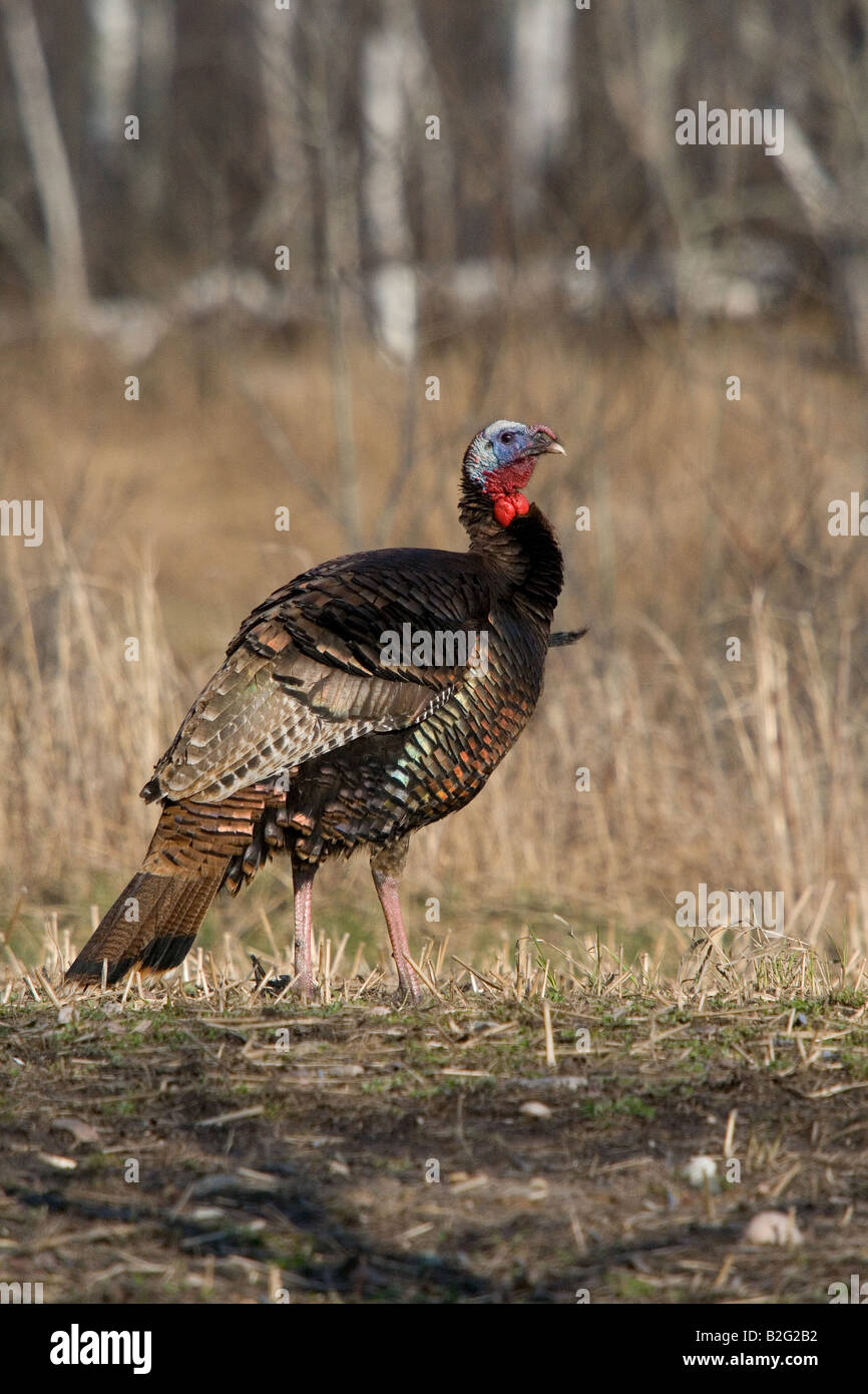 Jake eastern wild turchia in primavera Foto Stock