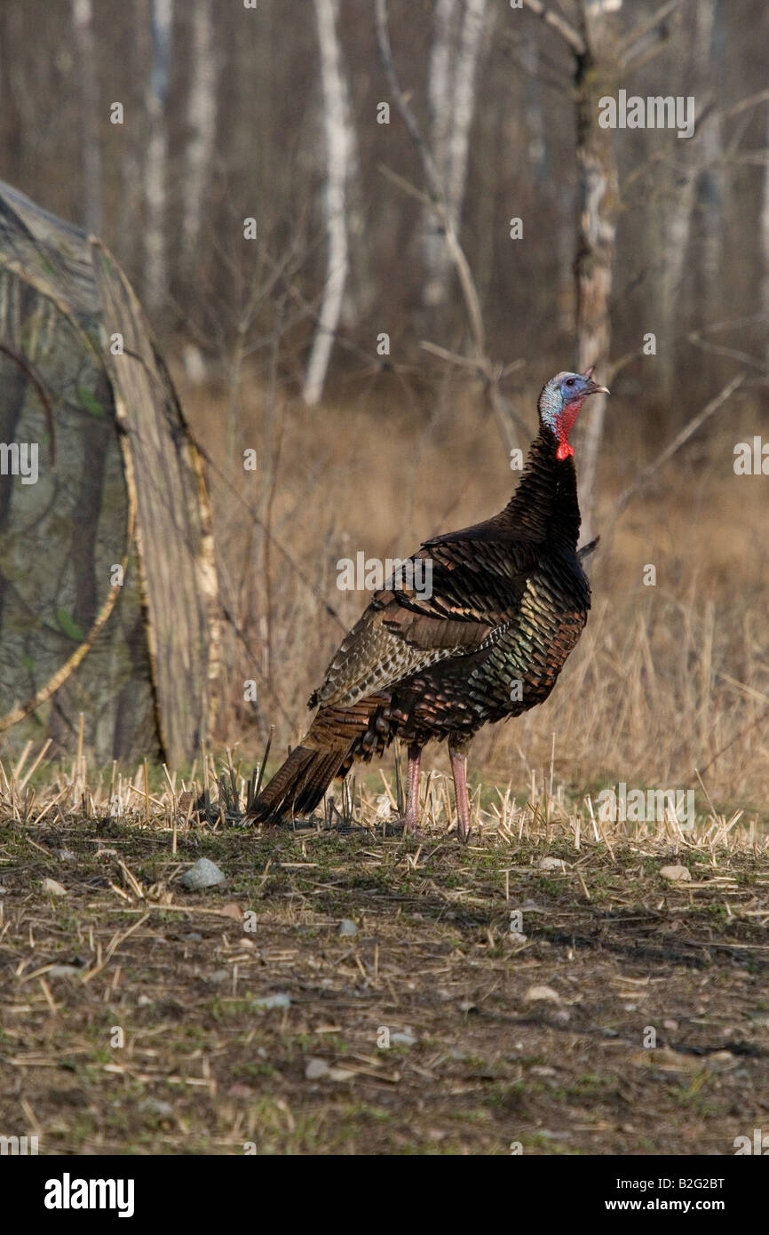 Jake eastern wild turchia in primavera Foto Stock